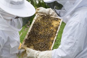 beekeeper-pixabay