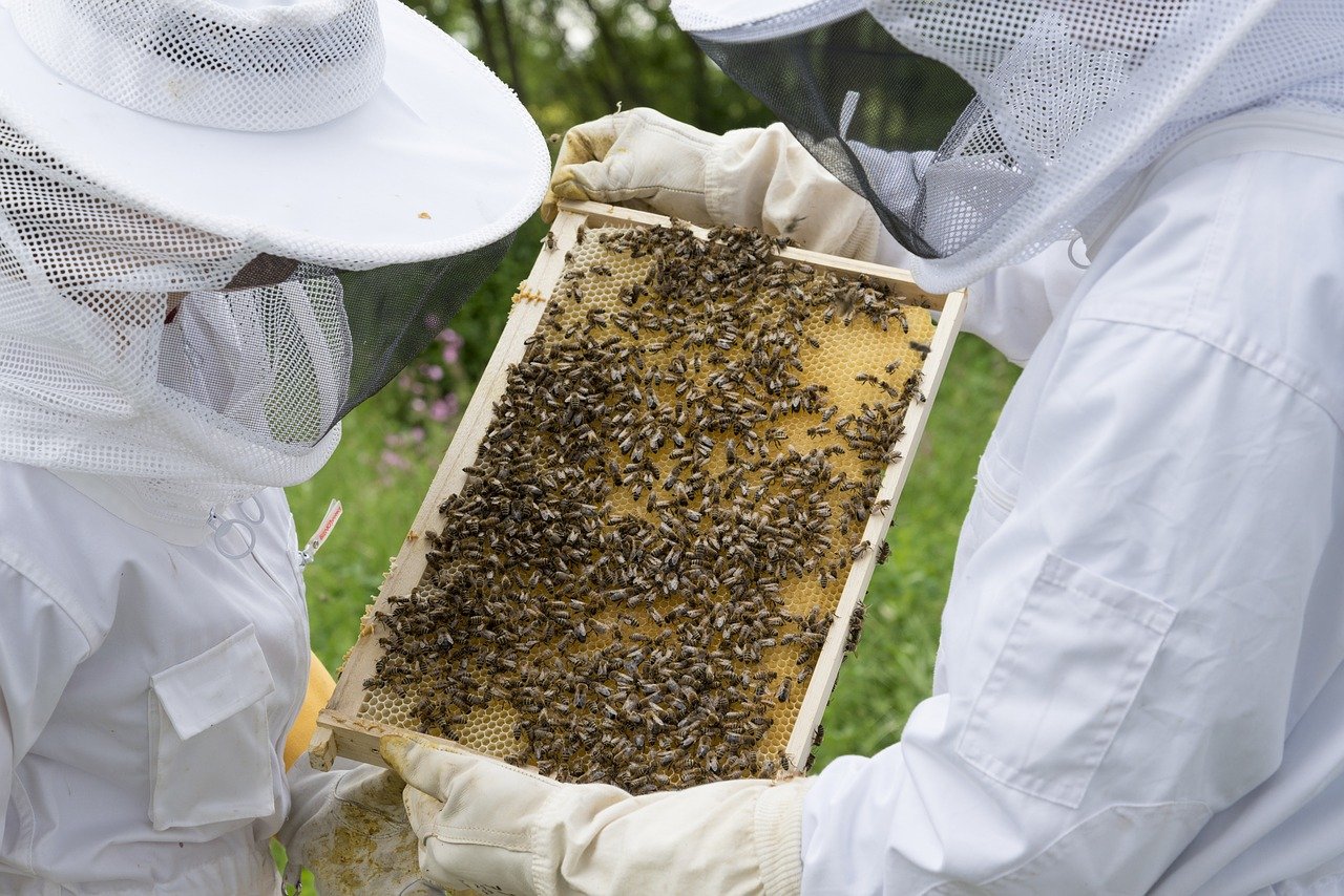 beekeeper-pixabay
