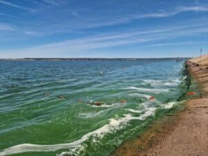 Волжские водоросли ждут карбонового полигона или подъема уровня Чебоксарской ГЭС