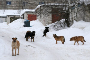 Фото smo.cap.ru